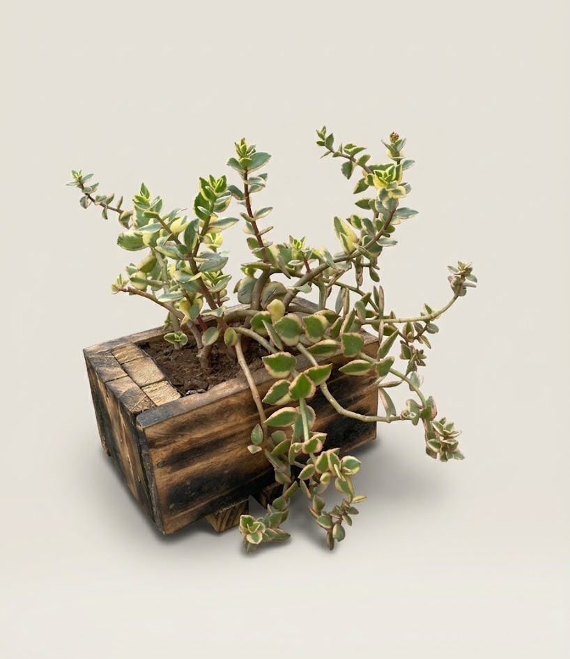 Mvumo Flower pot (empty) — handcrafted African outdoor by FashonistarGallery in Kenya (view 2)