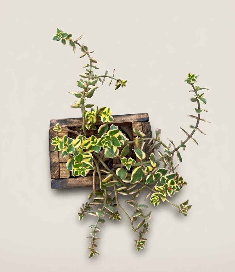 Mvumo Flower pot (empty) — handcrafted African outdoor by FashonistarGallery in Kenya (view 3)