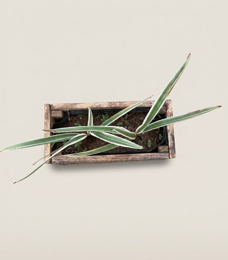 Kikonde Flower Pot (Empty) Planter Box — handcrafted African outdoor by FashonistarGallery in Kenya (view 3)