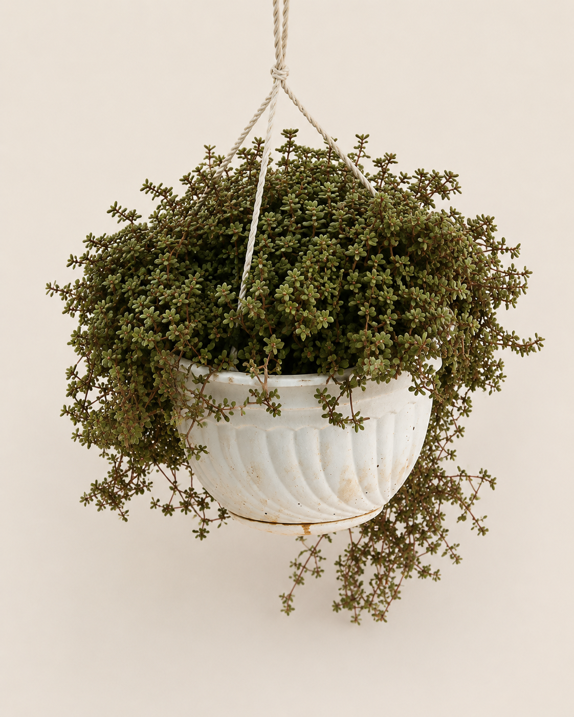 Abodi Hanging Planter — handcrafted African outdoor by Kibethis  in Kenya